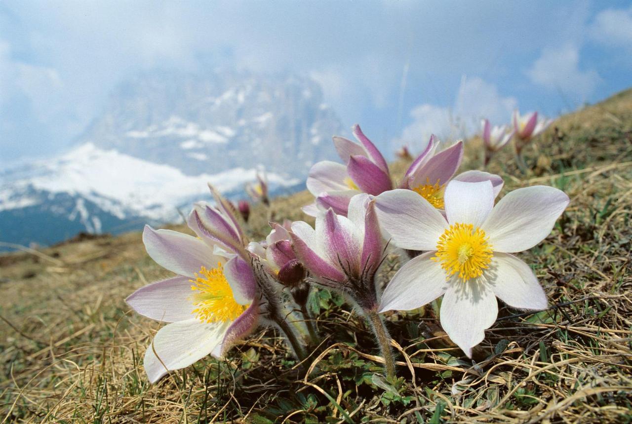Hotel Vernel Santa Cristina Val Gardena 外观 照片